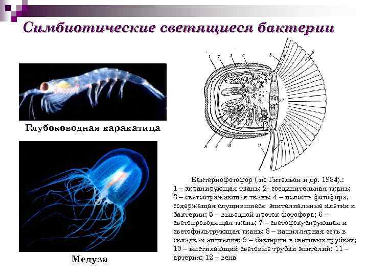 Симбиотические светящиеся бактерии Глубоководная каракатица Медуза Бактериофотофор ( по Гительон и др. 1984). :