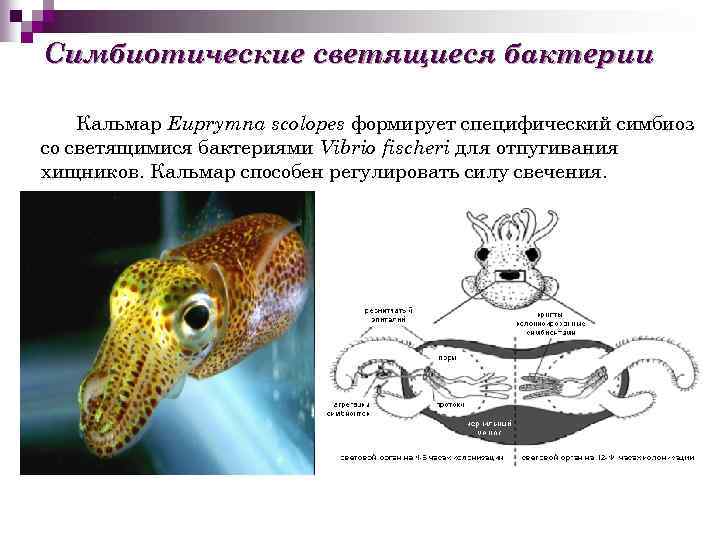 Симбиотические светящиеся бактерии Кальмар Euprymna scolopes формирует специфический симбиоз со светящимися бактериями Vibrio fischeri