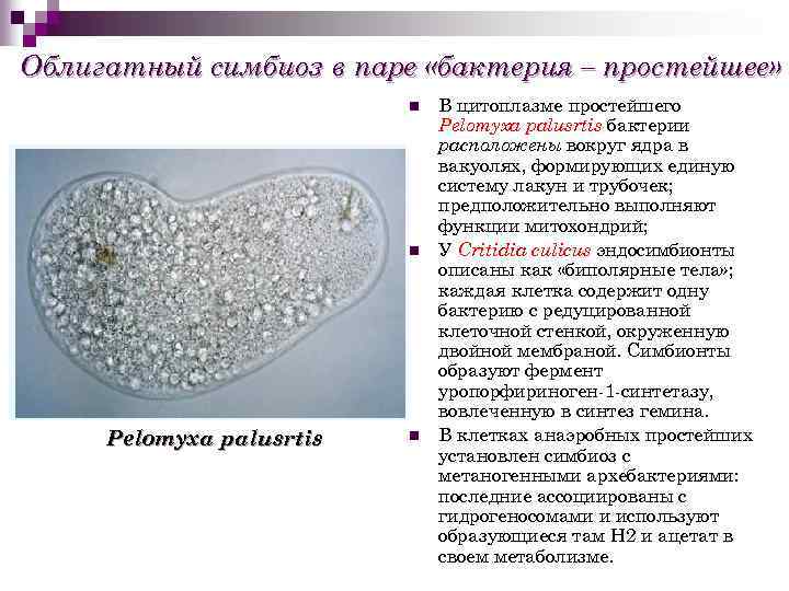 Пару бактерий. Амеба Pelomyxa. Бактерии симбионты. Взаимодействие микроорганизмов и простейших. Бактерии симбионты примеры.