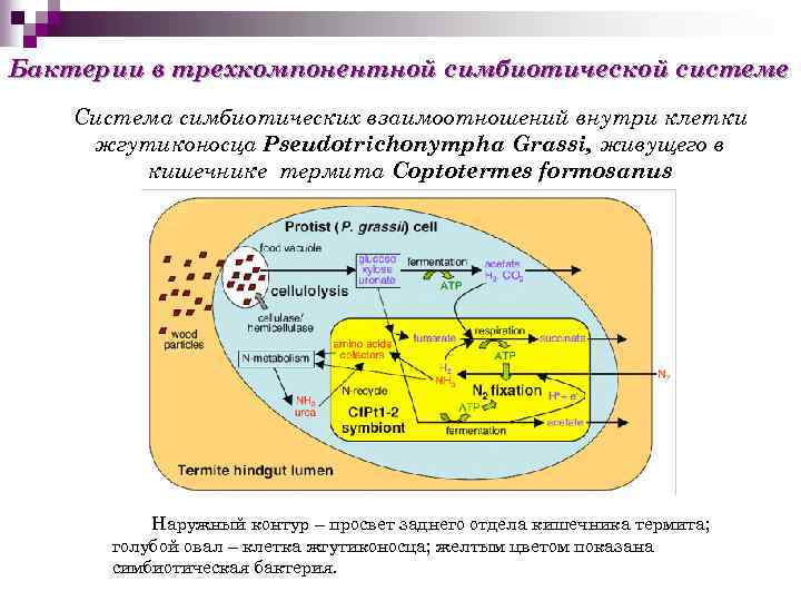 Бактерии в трехкомпонентной симбиотической системе Система симбиотических взаимоотношений внутри клетки жгутиконосца Pseudotrichonympha Grassi, живущего