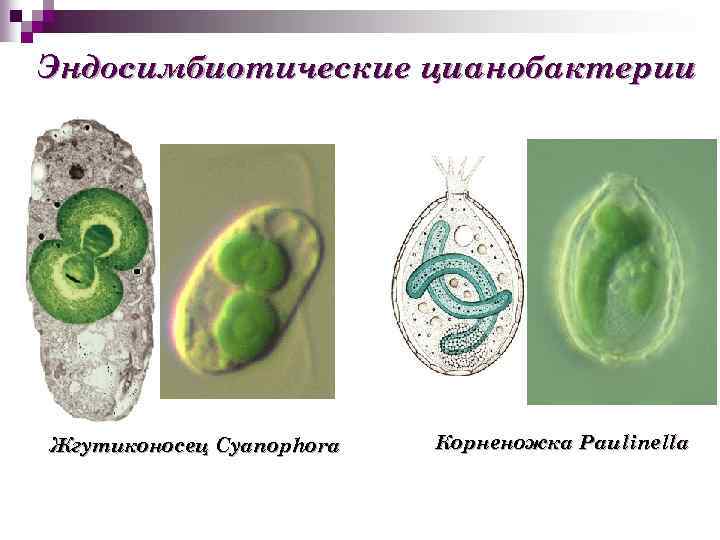 Эндосимбиотические цианобактерии Жгутиконосец Cyanophora Корненожка Paulinella 