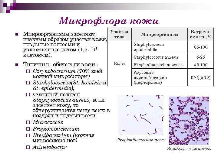 Схема микрофлоры человека