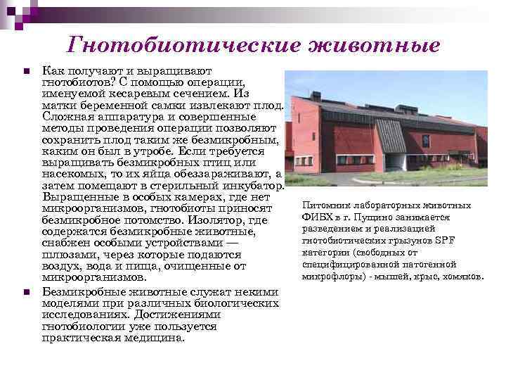 Гнотобиотические животные n n Как получают и выращивают гнотобиотов? С помощью операции, именуемой кесаревым