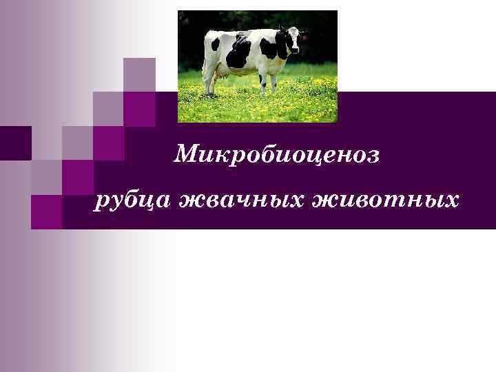 Микробиоценоз рубца жвачных животных 