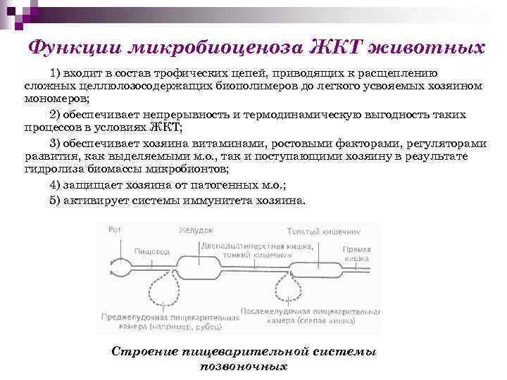 Функции микробиоценоза ЖКТ животных 1) входит в состав трофических цепей, приводящих к расщеплению сложных