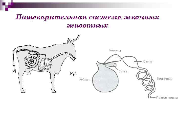 Желудок жвачных животных имеет отделы