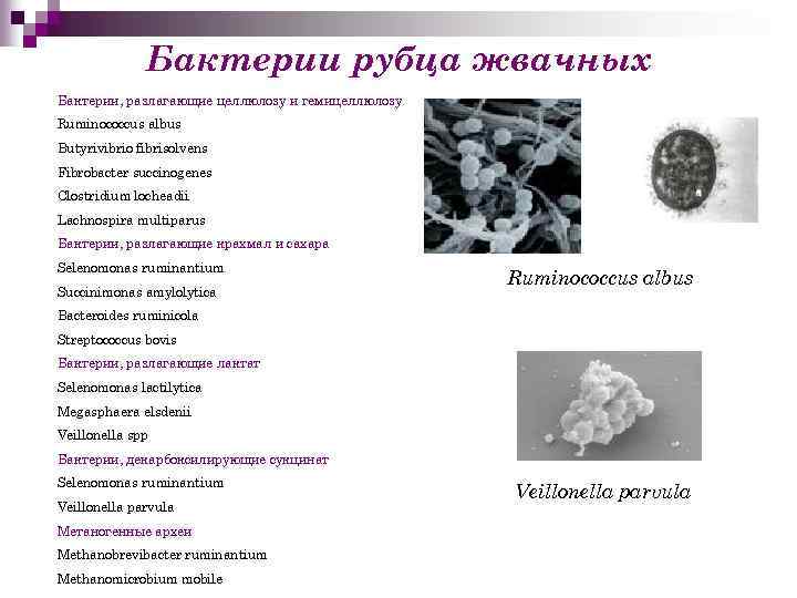 Бактерии рубца жвачных Бактерии, разлагающие целлюлозу и гемицеллюлозу Ruminococcus albus Butyrivibrio fibrisolvens Fibrobacter succinogenes