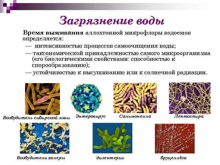 Микроорганизмы в активном иле при биологической очистке с фото