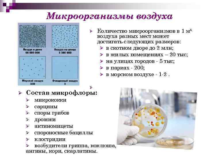 Микроорганизмы в активном иле при биологической очистке с фото