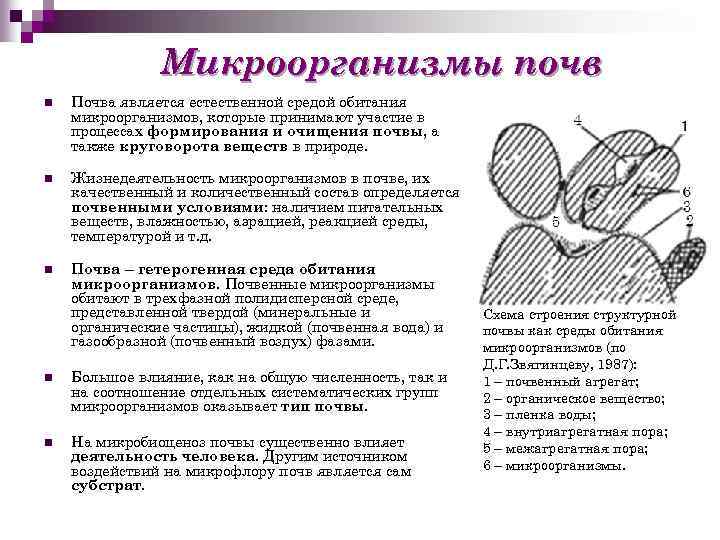 Микроорганизмы почв n Почва является естественной средой обитания микроорганизмов, которые принимают участие в процессах