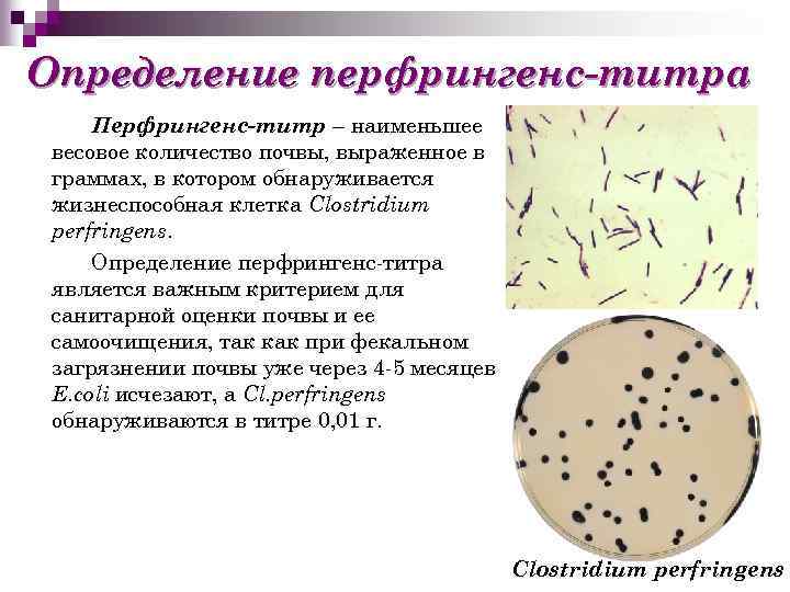 Определение перфрингенс-титра Перфрингенс-титр – наименьшее весовое количество почвы, выраженное в граммах, в котором обнаруживается