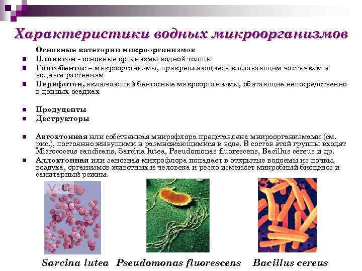 Использование биомассы гм микроорганизмов презентация