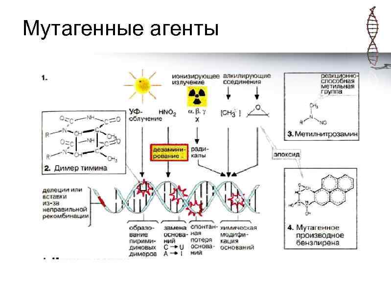 Мутагенные агенты 