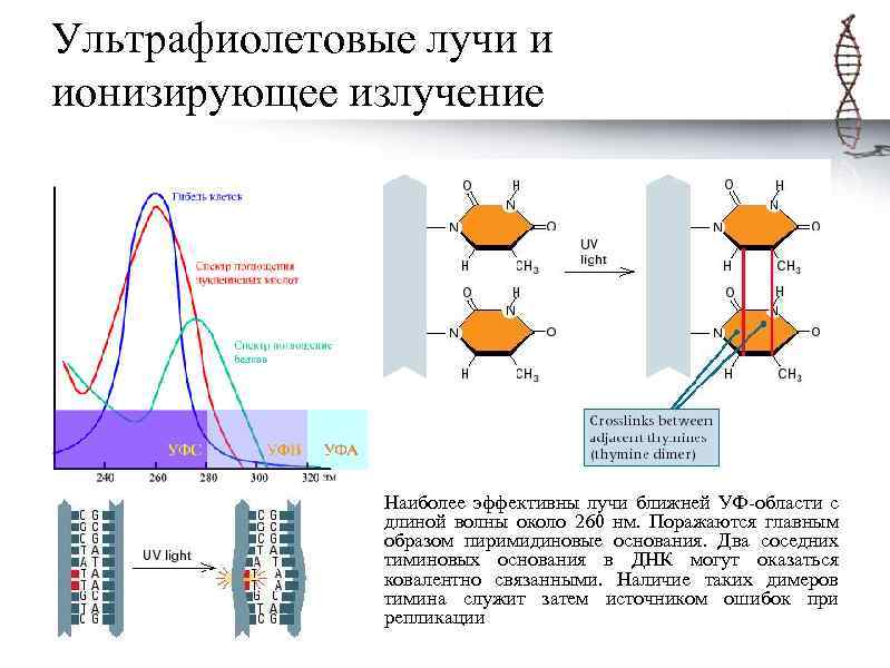 Ультрафиолетовые лучи и ионизирующее излучение Наиболее эффективны лучи ближней УФ-области с длиной волны около