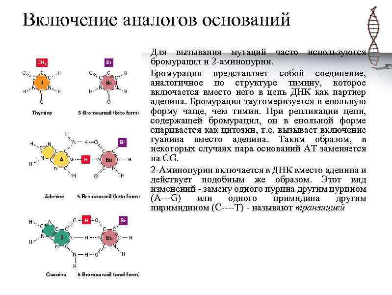 Схема действия 5 бромурацила на днк