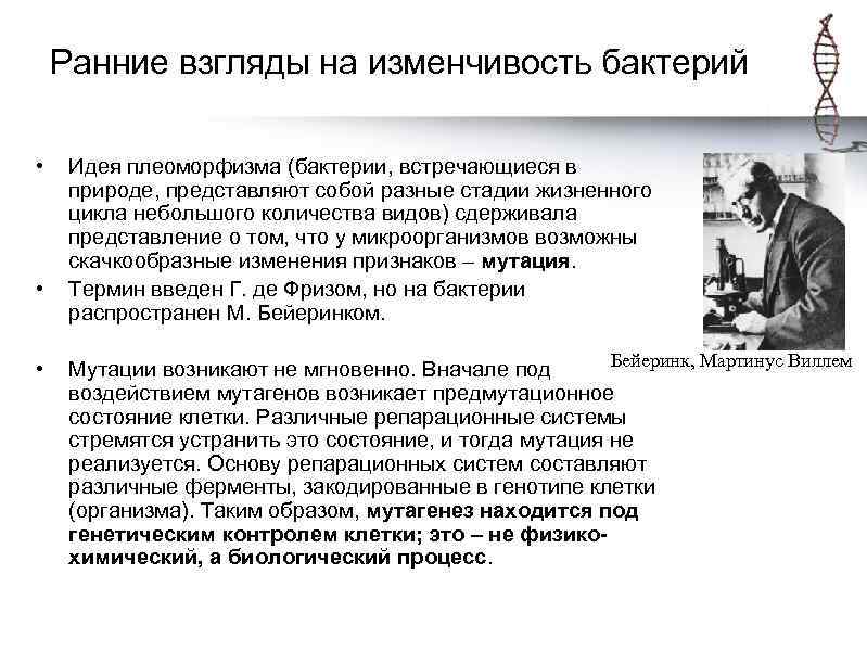 Ранние взгляды на изменчивость бактерий • • • Идея плеоморфизма (бактерии, встречающиеся в природе,