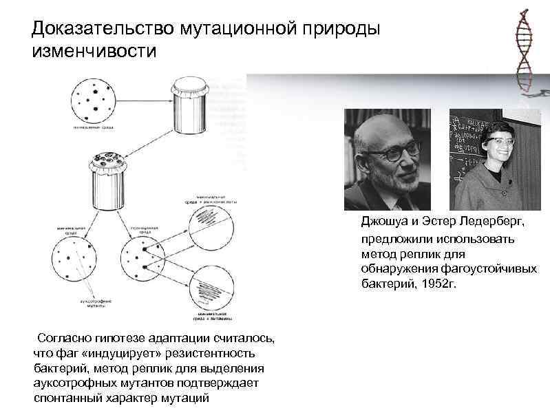 Доказательство мутационной природы изменчивости Джошуа и Эстер Ледерберг, предложили использовать метод реплик для обнаружения