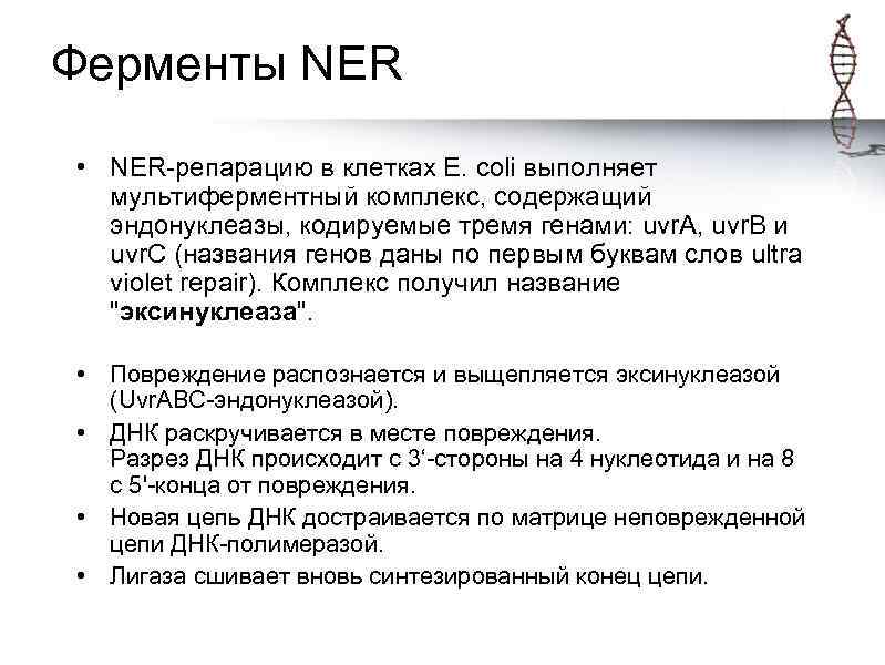 Ферменты NER • NER-репарацию в клетках E. coli выполняет мультиферментный комплекс, содержащий эндонуклеазы, кодируемые