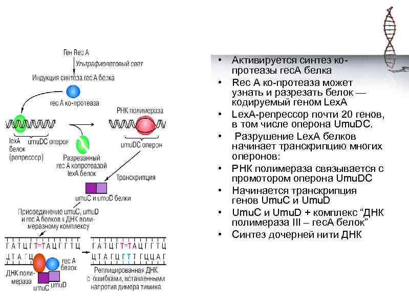 Транскрипция оперона