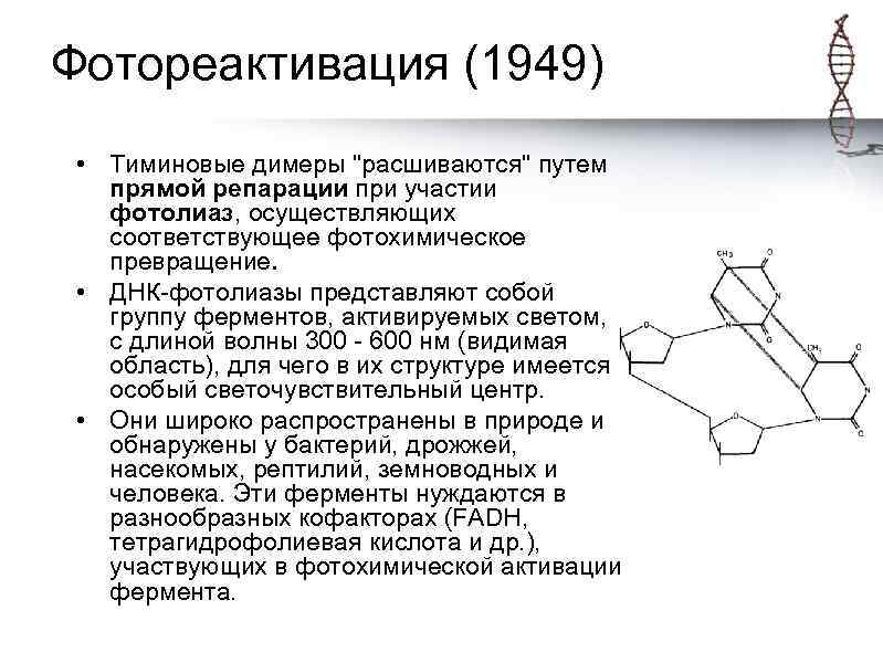 Фотореактивация (1949) • Тиминовые димеры 