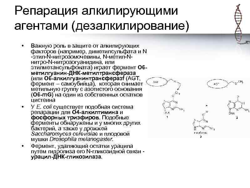 Репарация алкилирующими агентами (дезалкилирование) • • • Важную роль в защите от алкилирующих факторов