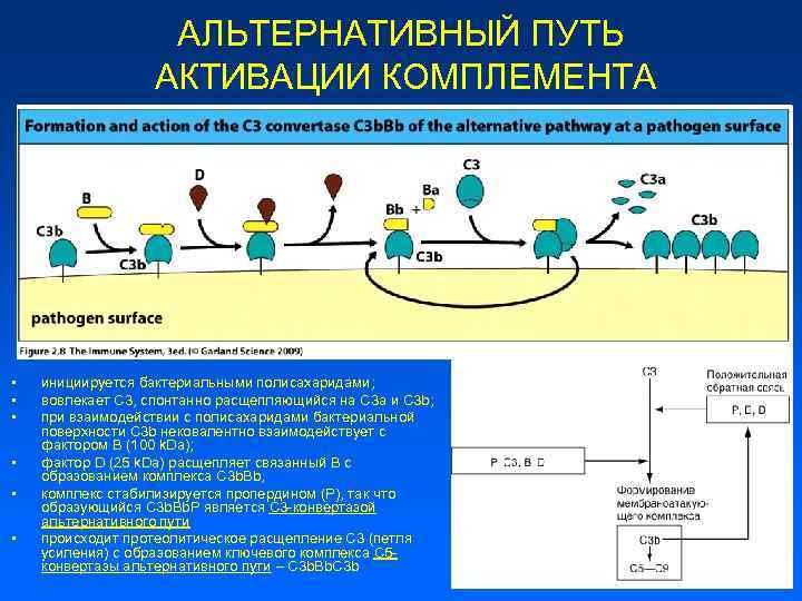 Схема активация комплемента