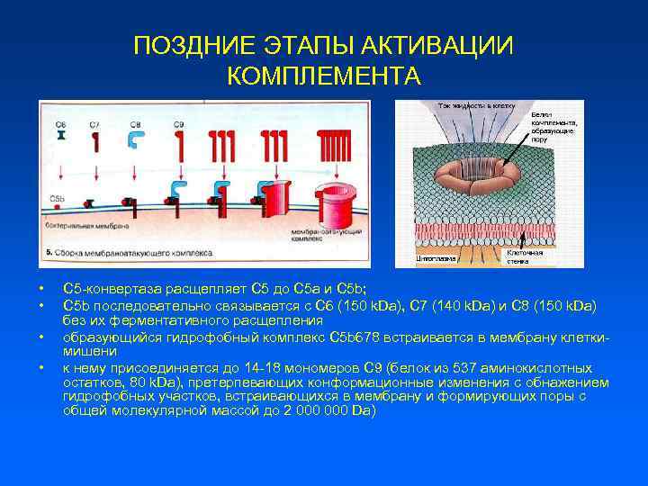 ПОЗДНИЕ ЭТАПЫ АКТИВАЦИИ КОМПЛЕМЕНТА • • С 5 -конвертаза расщепляет С 5 до С