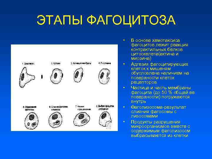 ЭТАПЫ ФАГОЦИТОЗА • • • В основе хемотаксиса фагоцитов лежит реакция контрактильных белков цитоскелета(актина