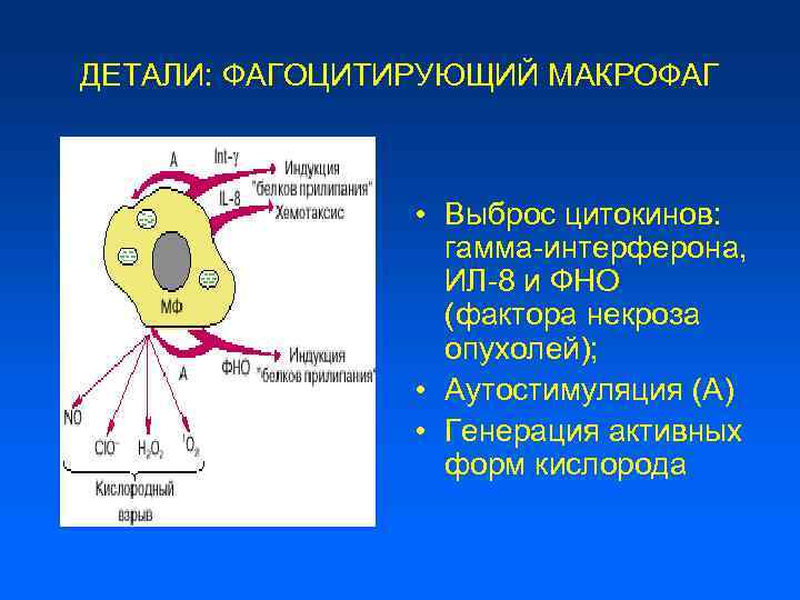 Схема оценки фагоцитирующих клеток крови иммунология