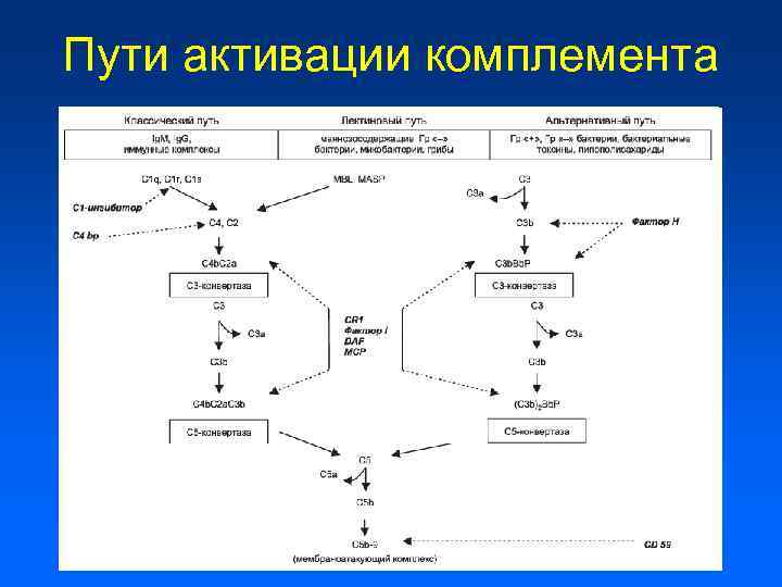 Пути активации комплемента 