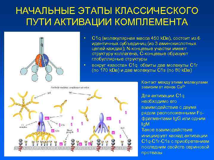 Лектиновый путь активации комплемента