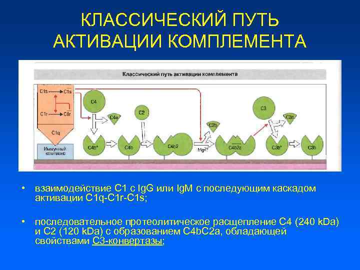 КЛАССИЧЕСКИЙ ПУТЬ АКТИВАЦИИ КОМПЛЕМЕНТА • взаимодействие С 1 с Ig. G или Ig. M