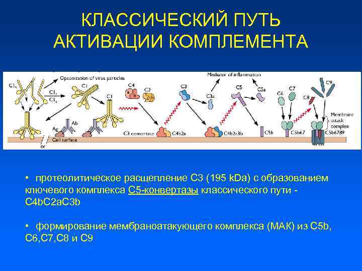 Схема активация комплемента