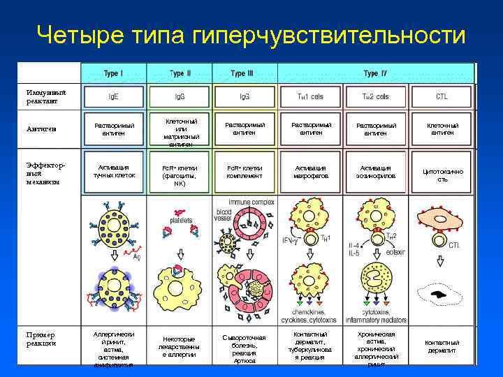 Четыре типа гиперчувствительности Иммунный реактант Антиген Растворимый антиген Эффекторный механизм Активация тучных клеток Пример