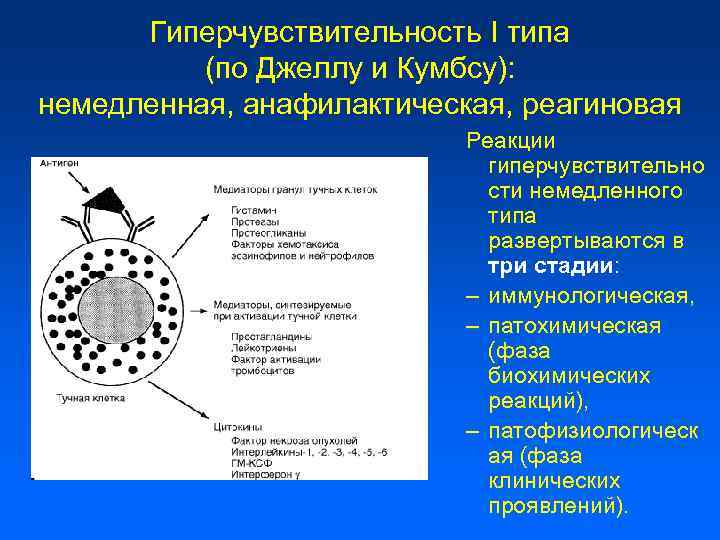 Гиперчувствительность I типа (по Джеллу и Кумбсу): немедленная, анафилактическая, реагиновая Реакции гиперчувствительно сти немедленного