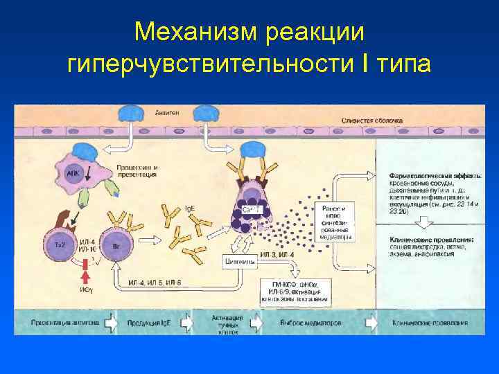 Механизм реакции гиперчувствительности I типа 