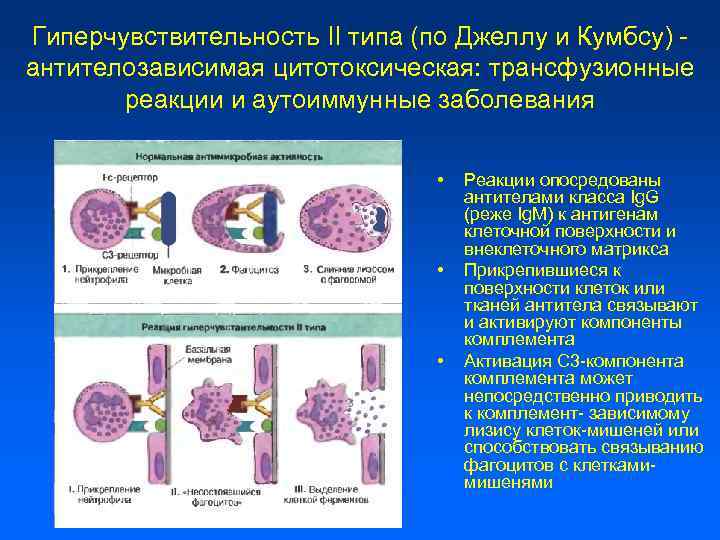 Гиперчувствительность II типа (по Джеллу и Кумбсу) антителозависимая цитотоксическая: трансфузионные реакции и аутоиммунные заболевания