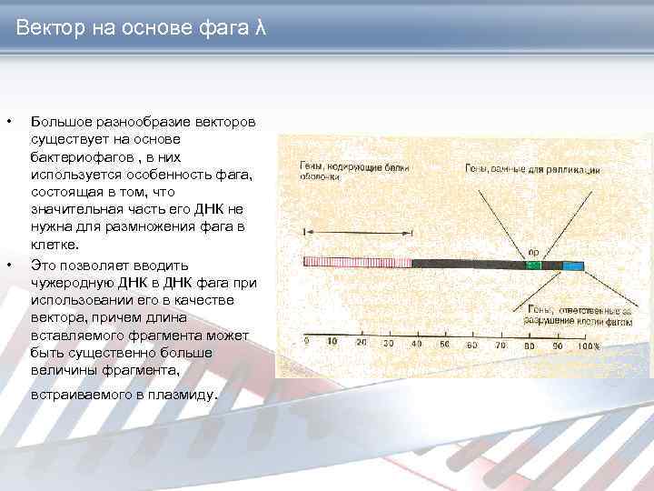 Вектор на основе фага λ • • Большое разнообразие векторов существует на основе бактериофагов