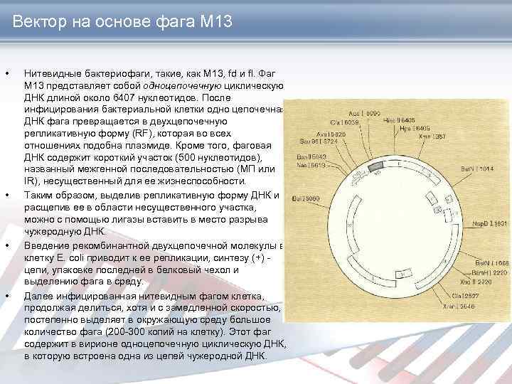 Вектор на основе фага М 13 • • Нитевидные бактериофаги, такие, как М 13,