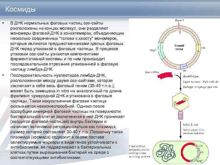 Космиды • • В ДНК нормальных фаговых частиц cos-сайты расположены на концах молекул, они