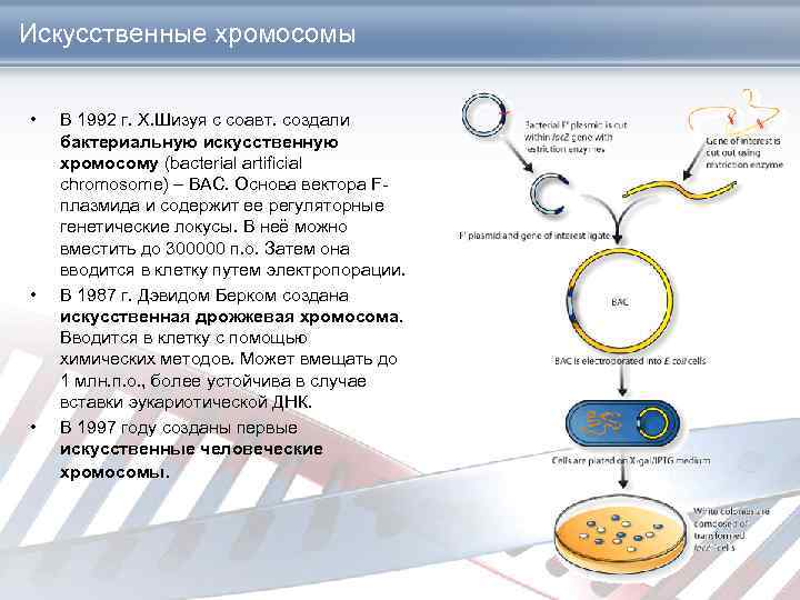 Искусственные хромосомы • • • В 1992 г. Х. Шизуя с соавт. создали бактериальную