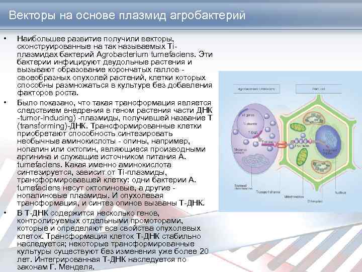 Векторы на основе плазмид агробактерий • • • Наибольшее развитие получили векторы, сконструированные на