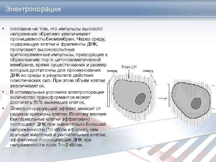 Электропорация • • • основана на том, что импульсы высокого напряжения обратимо увеличивают проницаемость