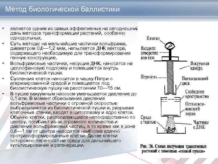 Метод биологической баллистики • • • является одним из самых эффективных на сегодняшний день