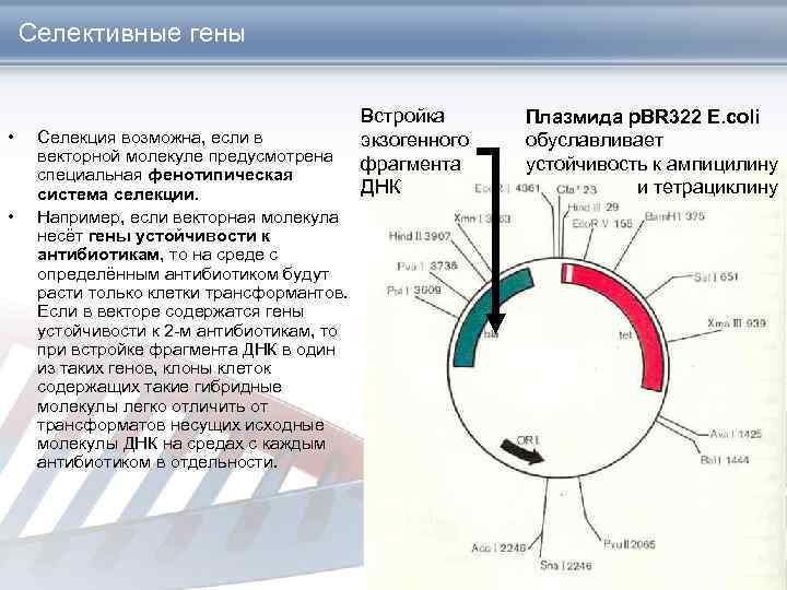 Селективные гены • • Селекция возможна, если в векторной молекуле предусмотрена специальная фенотипическая система