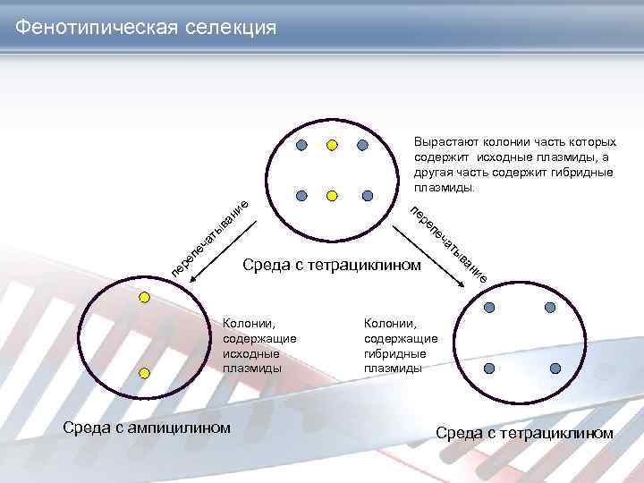 Фенотипическая селекция ча пе ты ре ва пе ни е Вырастают колонии часть которых