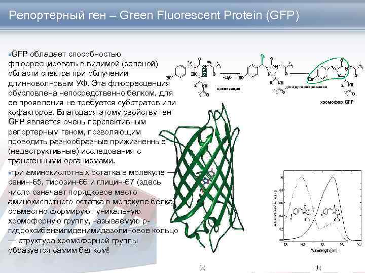 Репортерный ген – Green Fluorescent Protein (GFP) GFP обладает способностью флюоресцировать в видимой (зеленой)