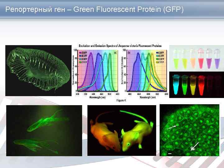 Gfp. Зеленый флуоресцентный белок GFP. Флуоресцентный ген GFP. Репортерный ген. GFP Fluorescence Spectrum.