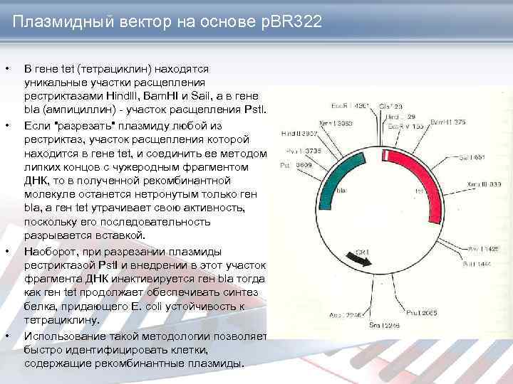 Плазмидный вектор на основе p. BR 322 • • В гене tet (тетрациклин) находятся