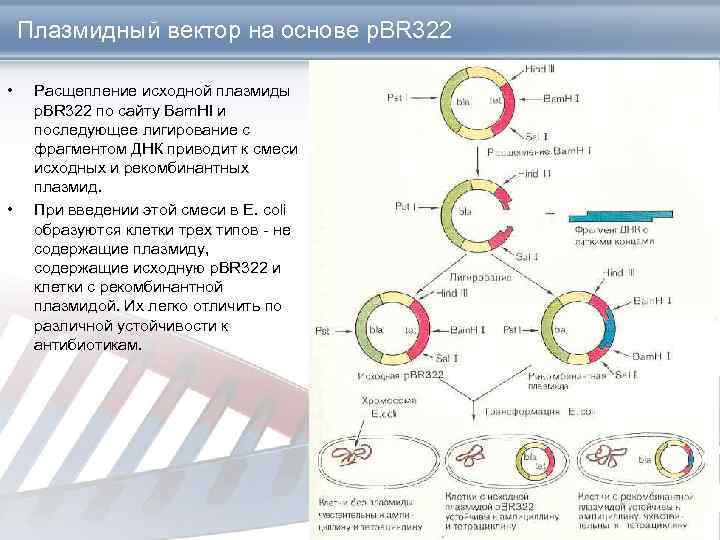 Плазмидный вектор на основе p. BR 322 • • Расщепление исходной плазмиды p. BR